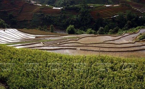 Các triền ruộng bậc thang mùa này ở Mù Cang Chải đẹp nhất bởi có sự đan xen giữa các thửa ruộng vừa vào nước, thửa xanh mạ gieo, thửa khác lại chuyển màu xanh vàng của lúa sắp chín… (Ảnh: Trọng Chính)