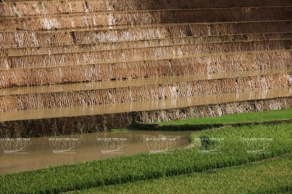 Nước mưa thẩm thấu từ những thửa ruộng cao xuống các thửa ruộng thấp. (Ảnh: Thông Thiện)