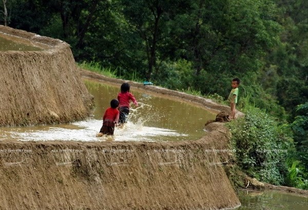 Những em bé theo gia đình ra ruộng nô đùa dưới chân các thửa ruộng đầy nước. (Ảnh: Đăng Tiến)