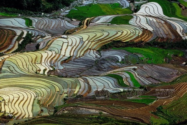 Vào mùa đổ ải, thung lũng Cao Phạ (huyện Mù Cang Chải, Yên Bái) lấp lánh ánh nắng rót vào lòng ruộng bậc thang. Đây cũng là lúc những cánh đồng ruộng bậc thang ở Mù Cang Chải trở nên đẹp kỳ lạ. (Ảnh: Nguyễn Thắng)