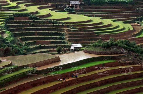 Bà con dân tộc Mông thuộc xã Chế Cu Nha gieo cấy trên những thửa ruộng bậc thang của gia đình. (Ảnh: Thông Thiện)