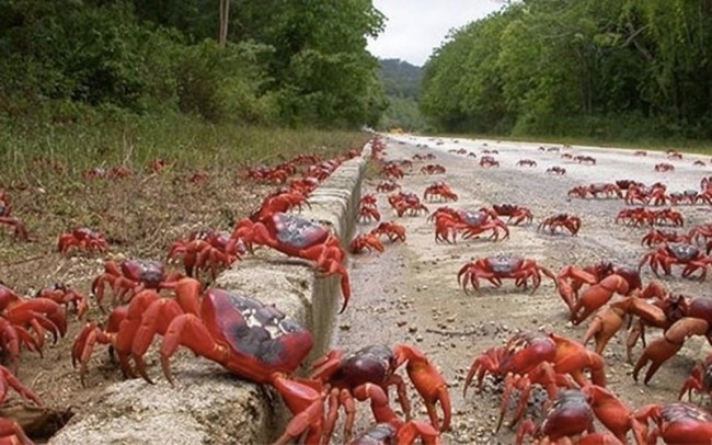 Hàng năm, hơn 120 triệu con cua đỏ trên đảo Christmas di chuyển đến các đại dương.