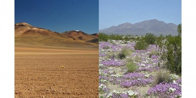Trong sa mạc ở Chile, hoa mọc ở khắp mọi nơi sau khi có một lượng mưa lớn.