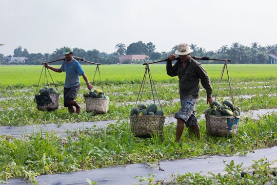 Chuyển đổi đất lúa sang trồng dưa hấu mang lại hiệu quả kinh tế cao ở xã Vĩnh Bình, huyện Vĩnh Hưng