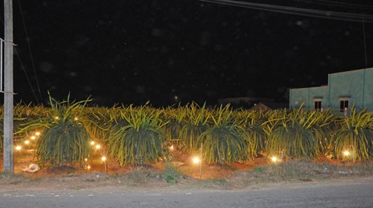 Xông đèn thanh long ở huyện Châu Thành