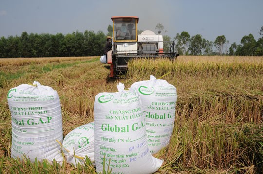 Chương trình sản xuất lúa sạch theo quy trình Global Gap ở Đức Huệ