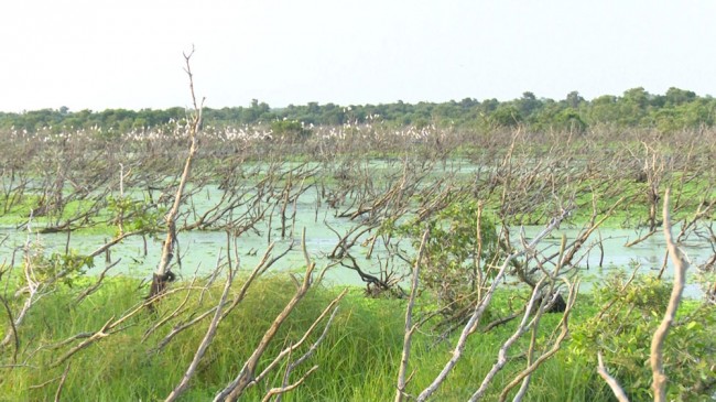 Đến với Khu Bảo tồn đất ngập nước Láng Sen, du khách sẽ hiểu hơn về mùa nước nổi ở miền Tây Nam bộ