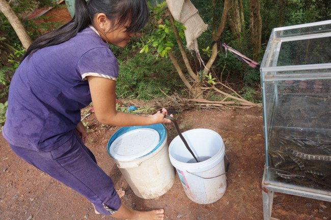 Năm nay cá không nhiều, nông dân chủ yếu bắt rắn bông súng, rắn hổ hành, chuột,… bán cho các đại lý thu mua (người dân ấp 1, xã Bình Hòa Đông, huyện Mộc Hóa mưu sinh cùng lũ chậm)