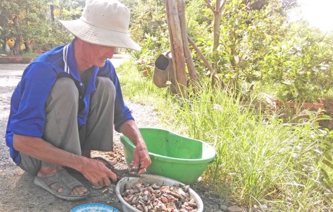 Qua 1 đêm giăng lưới ông Huỳnh Văn Nhum, ấp Cà Dăm, xã Vĩnh Đại, huyện Tân Hưng bắt chỉ được khoảng 5kg cá về làm cá mồi cho cá nuôi ăn.