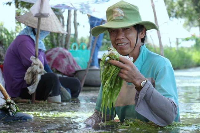 Không tìm được kế sinh nhai từ nguồn lợi thủy hải sản, một số nông dân ấp 2, xã Thủy Tây, huyện Thạnh Hóa tận dụng diện tích đất ruộng thu hoạch hẹ nước.
