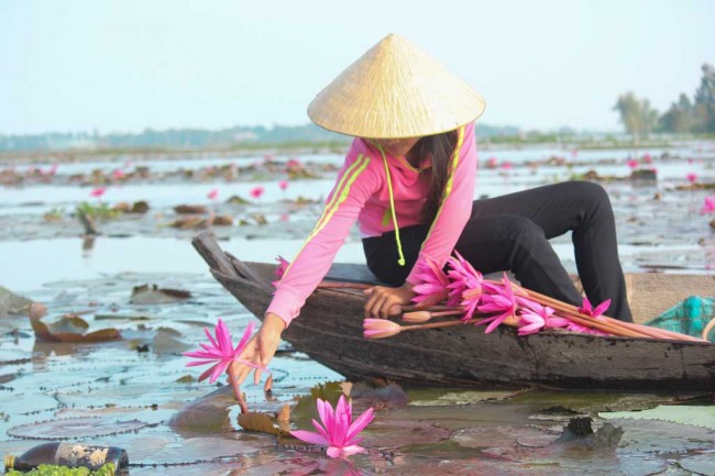 Mùa nước nổi về, súng phát triển, hoa nở tím cả cánh đồng. Từ đây, những cọng súng non được thu hoạch, đưa đến các chợ và trở thành món ăn dân dã nhưng đậm đà. Ảnh: Huỳnh Du