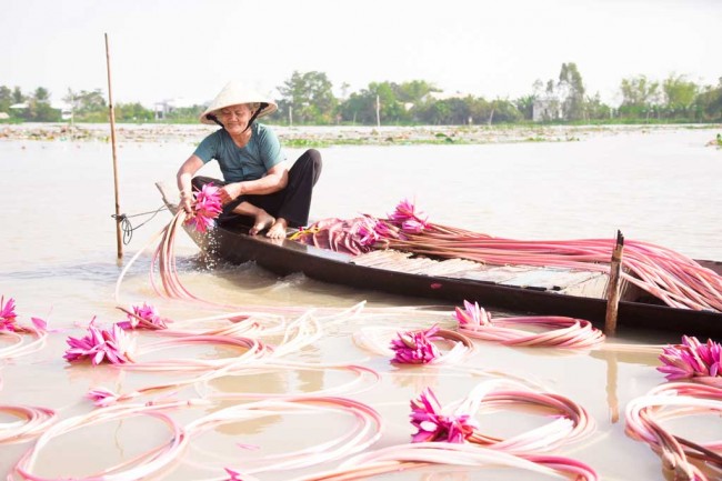 Nông dân chèo xuồng đi nhổ những cọng súng tươi non, rửa sạch bùn đất, khoanh tròn lại, giao cho vựa hoặc mang ra chợ  bán, giá dao động từ 20.000-30.000 đồng/bó. Ảnh: Huỳnh Du