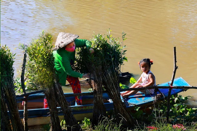 Harvesting small cajuput trees