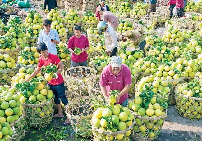 Local farmers in Vinh Long province are busy to harvest grapefruits for sales in Tet market