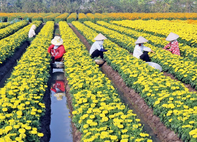 Đẹp lắm quê hương!