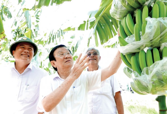 Nguyên Chủ tịch nước - Trương Tấn Sang thăm vùng trồng chuối xuất khẩu tại huyện Đức Huệ
