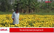 Nhà vườn tất bật chuẩn bị hoa tết