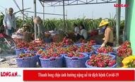 Thanh long chịu ảnh hưởng nặng nề từ dịch bệnh Covid - 19
