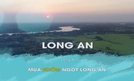 Mùa khóm ngọt Long An