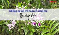 Những người trẻ hoài cổ, đam mê thư pháp Việt