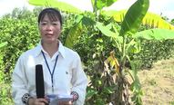 Xác định đúng hướng, Bến Lức kịp thời phát triển nông nghiệp công nghệ cao