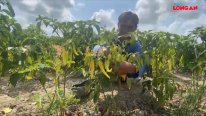 Hiệu quả cao từ mô hình trồng ớt ven bờ ruộng