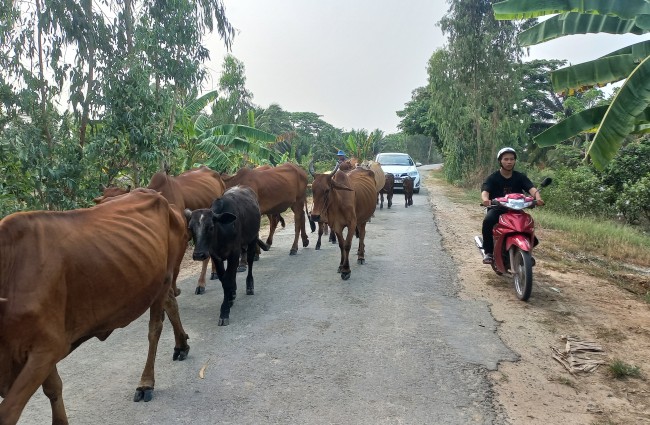 Người tham gia giao thông phải nhường cho một đàn bò trên chục con đi trên tuyến đường Gò Pháo, xã Hưng Điền B, huyện Tân Hưng