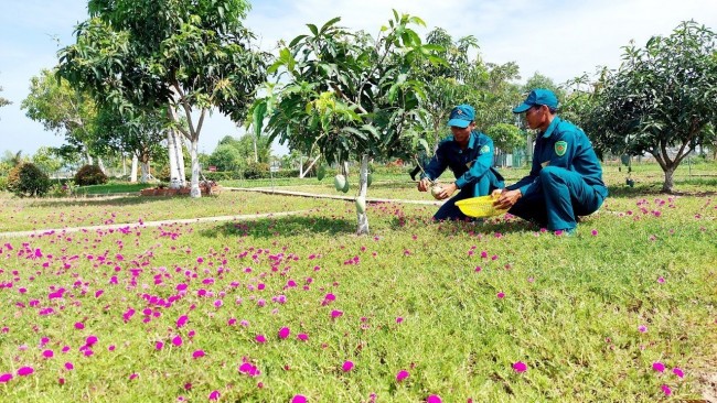 Màu xanh của hoa mười giờ, cây trái góp phần xây dựng cảnh quan “sáng, xanh, sạch, đẹp” tại Chốt dân quân Bình Tân