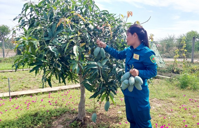 Những cây xoài lúc lỉu trái đến từ đôi tay khéo léo vun xới, chăm sóc của chiến sĩ “sao vuông”