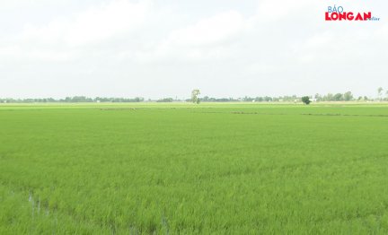 Nông dân phấn khởi sản xuất vụ lúa Hè Thu 2023