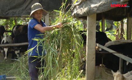 Thanh niên khởi nghiệp sáng tạo với mô hình nuôi bò ghép sữa