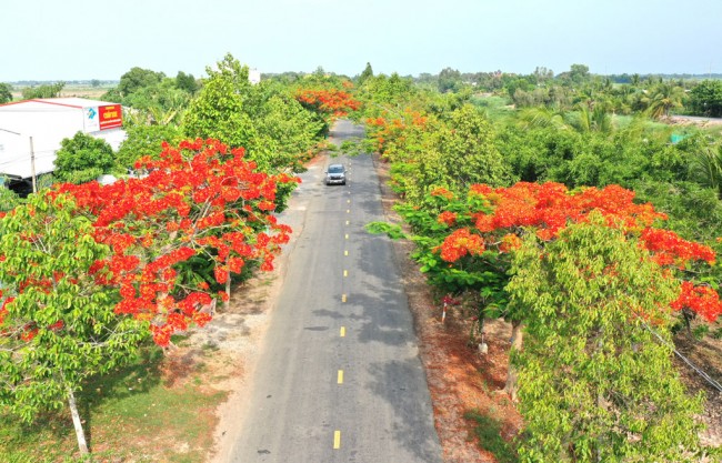 Nhiều tuyến đường được huyện  Vĩnh Hưng chọn phượng vĩ làm cây trồng tạo cảnh quan xanh, sạch, đẹp