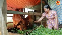 Nỗ lực của Long An trong công tác giảm nghèo bền vững