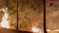 Dập tắt cháy rừng tràm trên đường tuần tra biên giới