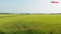 Vụ Đông Xuân 2023-2024: Cần quan tâm công tác bảo đảm an toàn thực phẩm nông sản