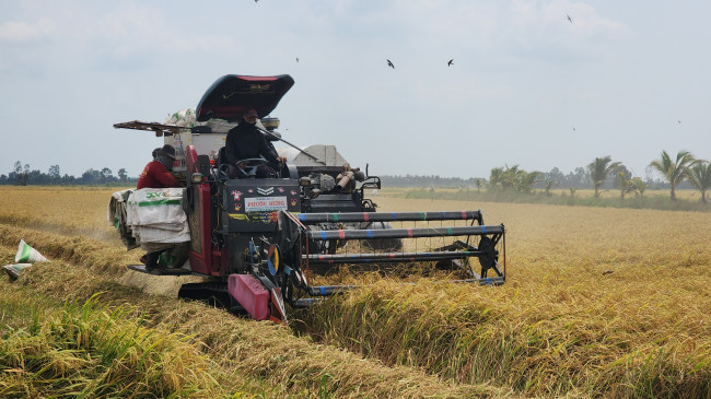 Lĩnh vực nông nghiệp đạt nhiều thành tựu, sản xuất nông nghiệp mang lại hiệu quả cao, là trụ đỡ của nền kinh tế. Riêng trong quí I-2024, sản lượng lúa đạt hơn 1,2 triệu tấn, tăng 57,68% so cùng kỳ