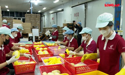 Đoàn công tác TP.Okayama thăm, khảo sát tại Công ty Hoàng Phát Fruit