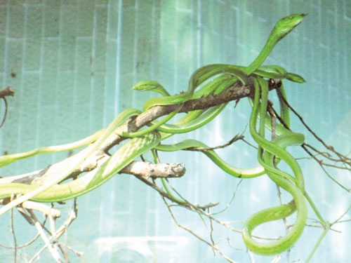 Tham quan trại rắn đồng Tâm