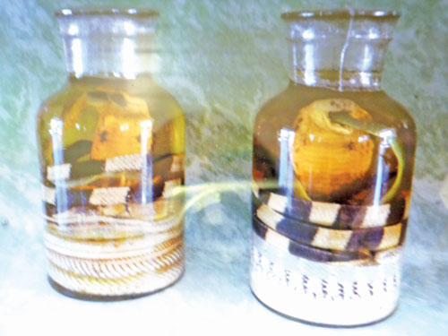 Tham quan trại rắn đồng Tâm
