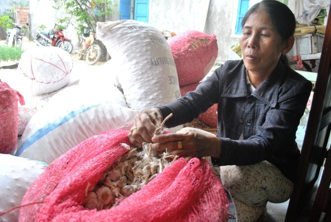 Tỏi Lý Sơn ở đâu nhiều thế?