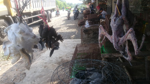 Chim trời bày bán công khai ở Thạnh Hóa