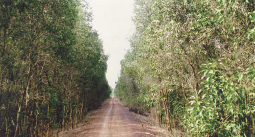 Lãng du xanh trên đất chín rồng