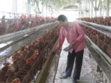 Từng bước tháo gỡ khó khăn cho ngành chăn nuôi gia cầm Việt Nam