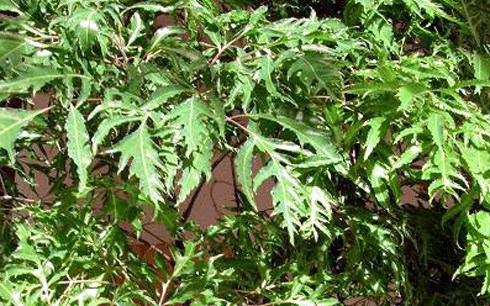Cây đinh lăng chữa được bệnh gì?