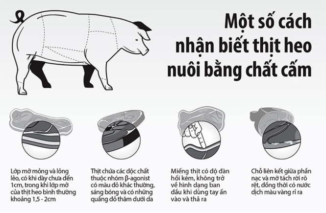 Heo chỉ nằm hoặc ngồi do chất tạo nạc: Nên xử lý hình sự người nuôi