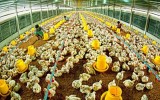 Ngành chăn nuôi Việt Nam là “vật hy sinh” cho TPP?