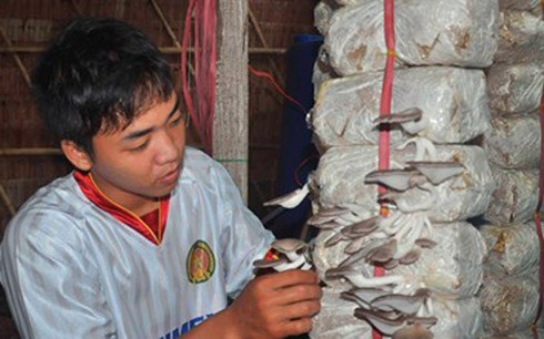 Hốt bạc từ trồng nấm bào ngư