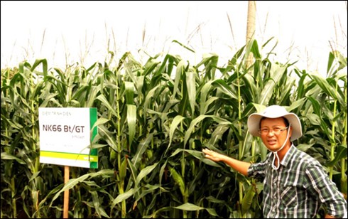 Cây trồng biến đổi gen cần sớm được triển khai trên diện rộng