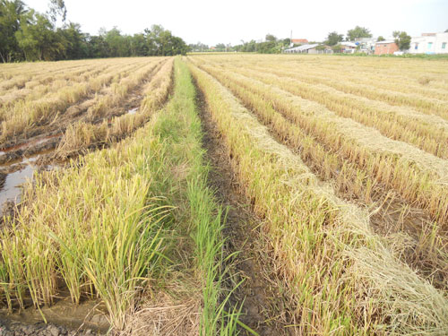 Bán lúa sao chưa lấy được tiền?