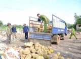 Tiêu hủy hơn 1.300kg sầu riêng nhúng hóa chất